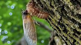 Not seeing any cicadas in your area? Here's a map of which Chicago suburbs have the highest, and lowest, sightings