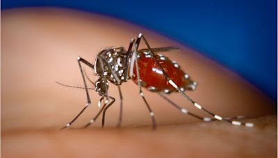 Brasil ultrapassa 5 milhões de casos prováveis de dengue