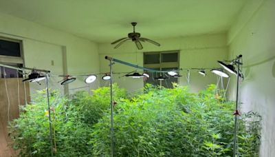 大膽！製毒集團租民宅化身大麻工廠 市價超過1.3億