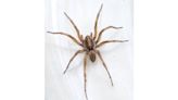 The SC state spider is large and can be hostile. Here’s what to know