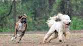 A spot of their own: New 27-acre Mint Hill public park carves out space for dogs