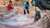 Hallan los restos de un dinosaurio de 25 metros de largo en el patio de una casa