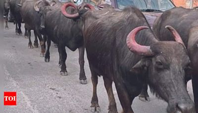 Herd of Buffaloes Leads to Arrest of Car Thieves | Delhi News - Times of India