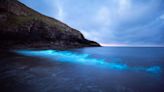 Bioluminescent plankton lights up beach in amazing photos