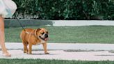 'Dog-Only' Mardi Gras Parade in New Orleans Is Simply the Best