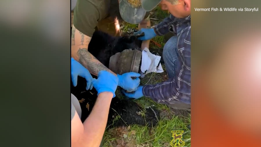 VIDEO: Bear freed after getting head stuck in bucket for weeks