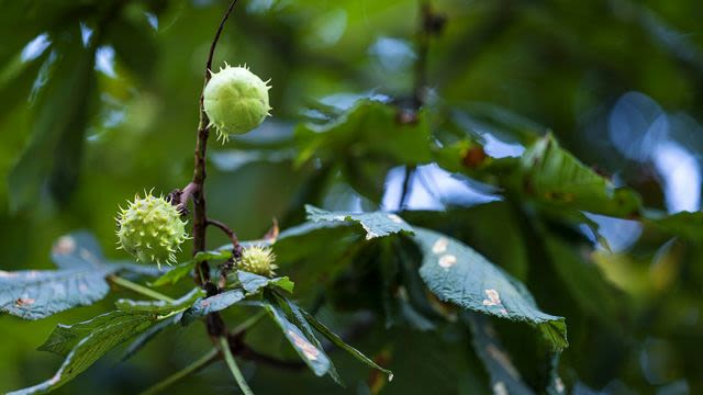 Genome Study Supports Restoration of American Chestnut Trees