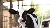 Calf's Reaction to Being Placed in a Pen with Pigs Is So Innocent