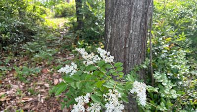 Pretty but a pain: A Wilmington park's harmful plants could soon be removed