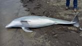 Dolphin Washes Up on Louisiana Shore With ‘Multiple’ Bullet Wounds