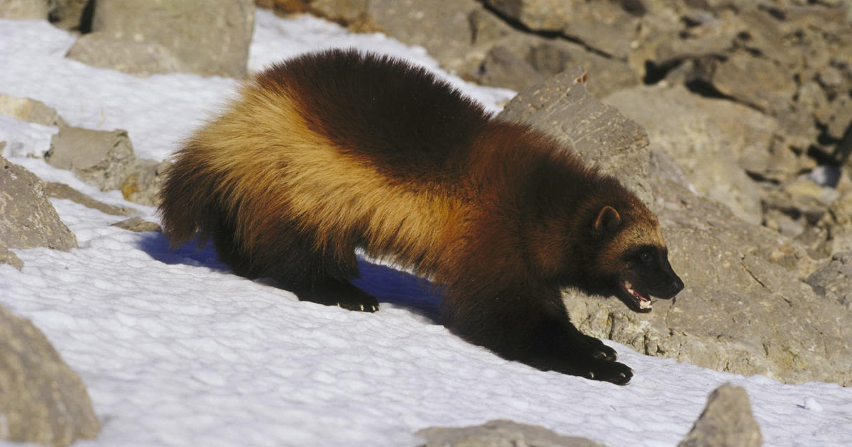 Wolverines are coming to Colorado. How soon and where?