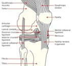 Anterior cruciate ligament