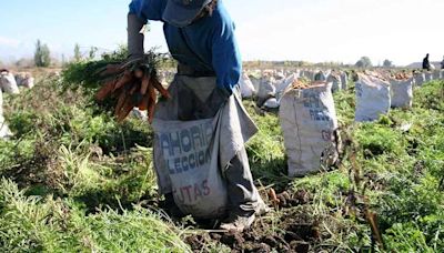 Bajó la superficie provincial con hortalizas de verano | Fincas