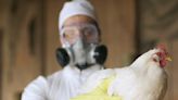 What to know about H5N1 bird flu in humans as a girl dies in Cambodia and her father tests positive