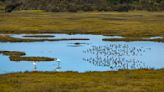 Which wetlands should receive federal protection? The Supreme Court revisits a question it has struggled in the past to answer