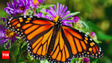 Meet the Monarchs: All about the butterfly that travel 2,500 miles - Times of India