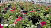 Shrewsbury to re-enter Britain in Bloom