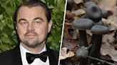 Científicos chilenos hallaron un hongo que se creía perdido y hasta Leonardo DiCaprio lo celebró