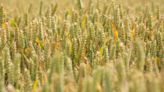 Wheat drops below £200/t despite cuts to cropping area - Farmers Weekly
