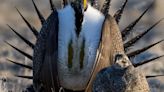 Enhancing Protections for the Sage-Grouse: A Pivotal Moment for Conservation
