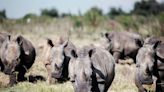 Africa's white rhino population rebounds for 1st time in a decade, new figures show