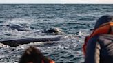 Península Valdés: Excursiones con ballenas, pingüinos, orcas y lobos marinos en plena temporada