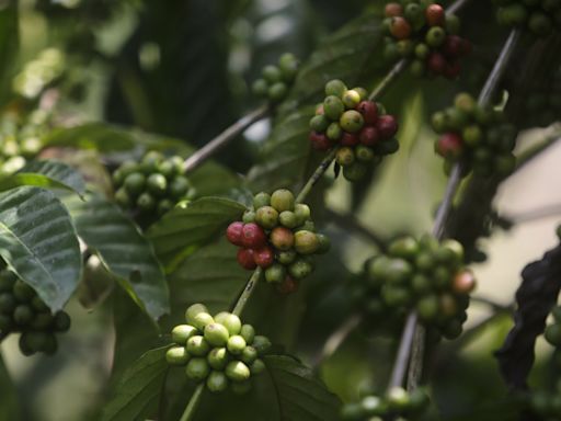 El "café del Canal de Panamá", la marca en crecimiento que sostiene la cuenca hídrica