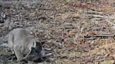 Dramatic trail cam video shows cougar attack deer in Michigan woods. ‘This is insane’