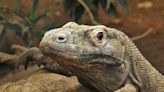 Komodo dragons have teeth capped with a layer of iron