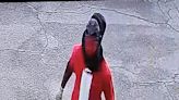 Columbia County Sheriff’s Office searching for robbery suspect wearing ‘Halloween’ mask, ‘Santa’ shirt