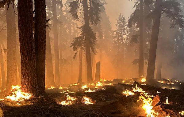 Coffee Pot Fire in Sequoia National Park reaches control line, grows to 12,915 acres