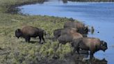 How The Blackfeet Brought Buffalo Back To The Land