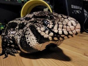 Granite Falls alligator turns out to be escaped pet tegu named “Tazz”