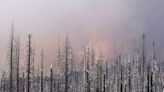 Endangered Species Act must be revised to reduce wildfire threats in forests | Opinion