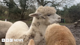 The herd of Solihull alpacas bringing joy to care homes and nurseries