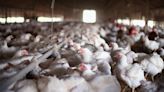 USDA aims to aid small farmers by barring pay deductions from poultry companies