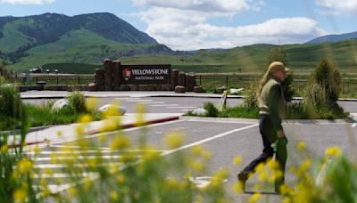 A Yellowstone trip that ended with a man being arrested for kicking a bison