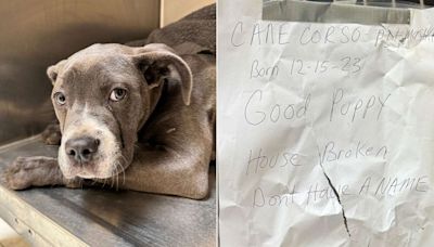 Dog Abandoned with Teary Eyes and a Note Saying She's a 'Good Puppy' Finds a Home