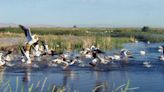 DWR confirms pelicans nesting on Hat Island for first time since 1943 - The Times-Independent