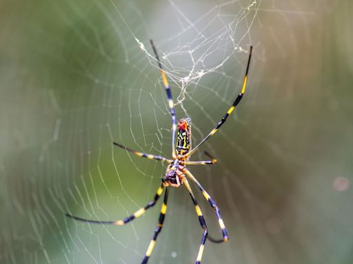 What to Know About the Giant Venomous Flying Spiders Invading the U.S.