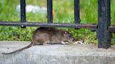 Guerra contra las ratas en NYC: proponen métodos anticonceptivos para los roedores