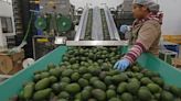 Avanza proceso para reanudar exportaciones de aguacate y mango a Estados Unidos