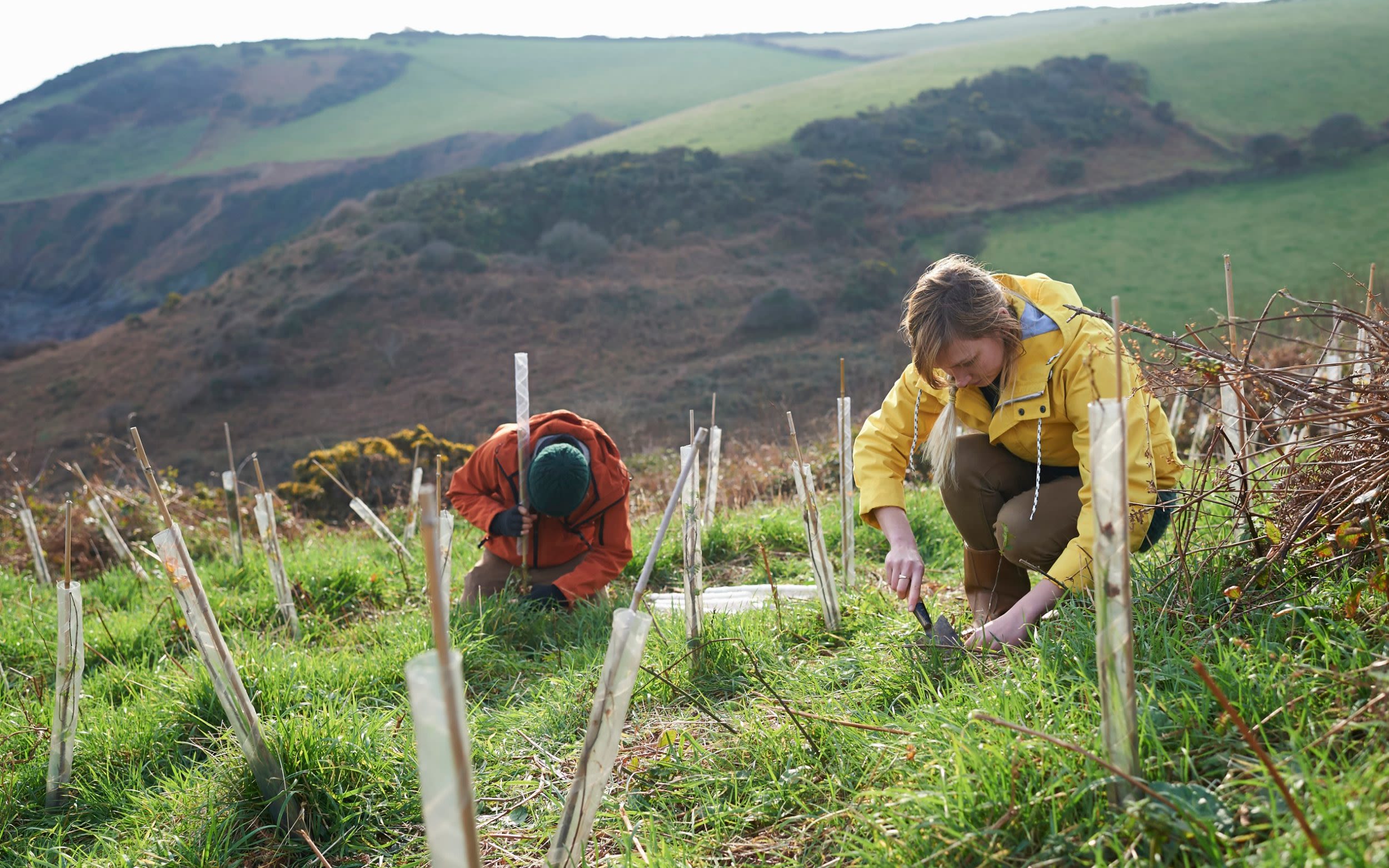 Slash red tape to kick-start expansion of forests, Tory MPs say