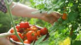 Monty Don: Get bigger tomatoes with one-ingredient homemade fertiliser