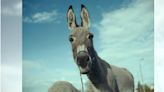 《如果驢知道》代表波蘭角逐奧斯卡 導演跟驢「搏感情」每天只拍8小時