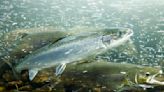 Michigan kills 31,000 Atlantic salmon after they catch bacterial kidney disease at hatchery