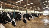 Avian flu: TN State Veterinarian orders movement restriction for dairy cattle