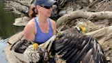 Theresa woman rescues two bald eagles from drowning in the Black River