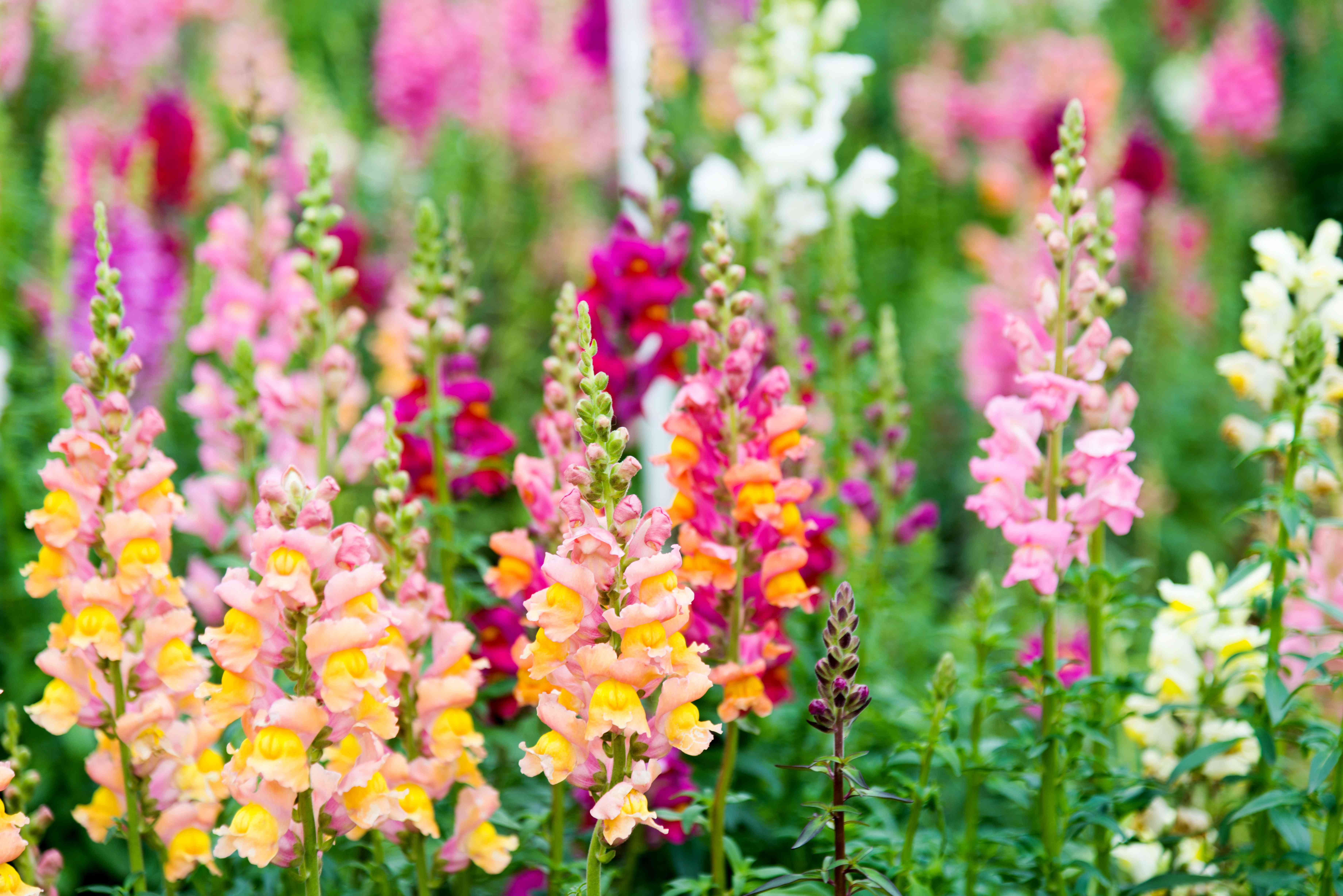 18 Self-Seeding Flowers That Produce New Blooms Every Year—With Less Work for You