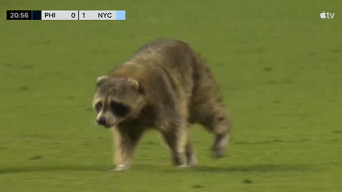 Raccoon scurries on field, dodges trash can-wielding crew at Philadelphia Union-New York City FC match